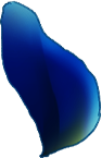 petal